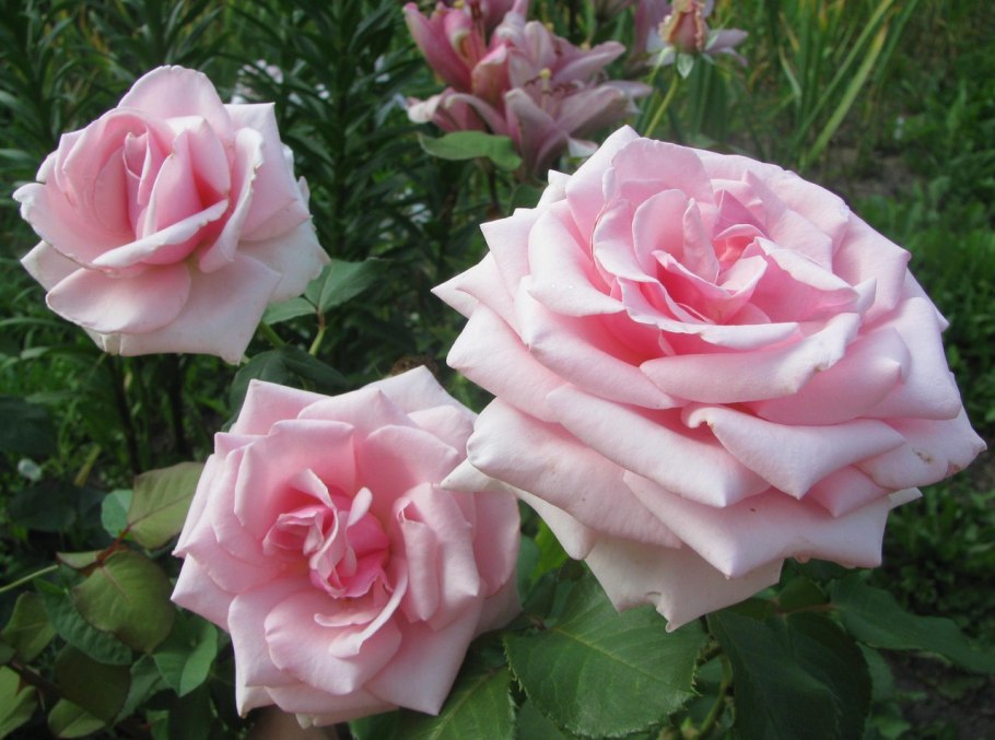 Роза Осирия