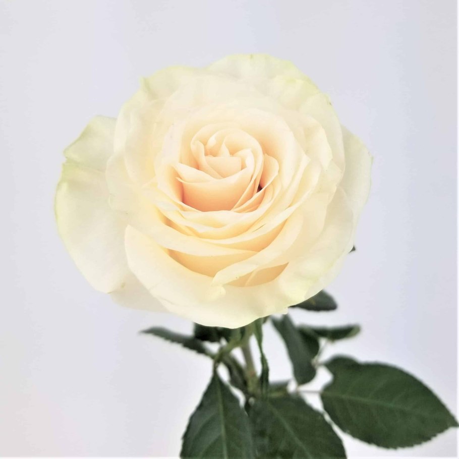 Мондиаль роза эквадор белая