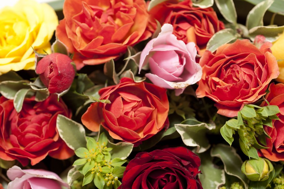 Разноцветные розы