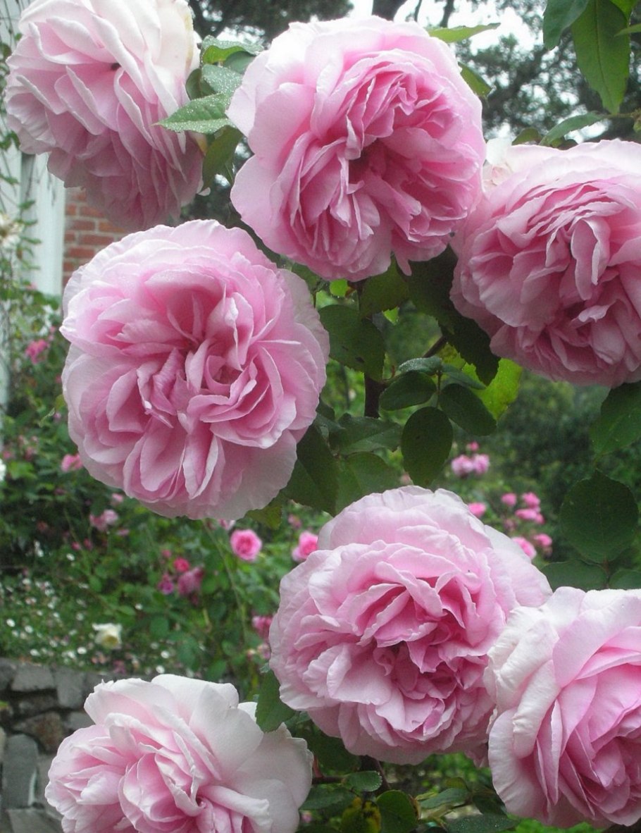 Роза ла Франсе