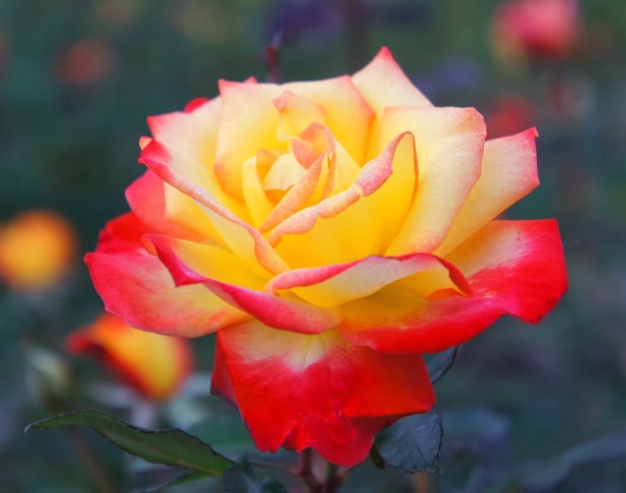 Роза жёлтая с красной каймой