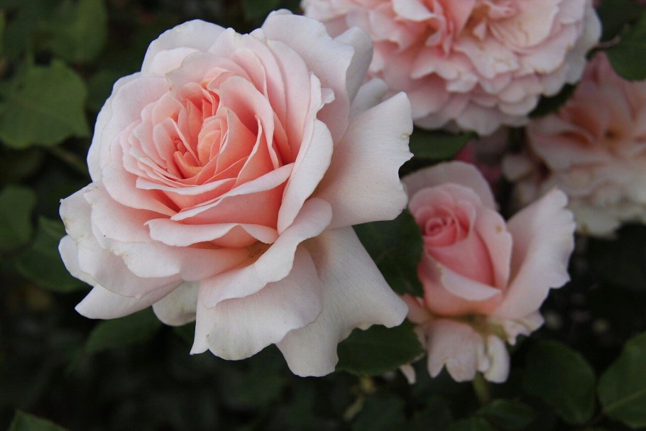 Францис Бласс ( Francis Blaise )