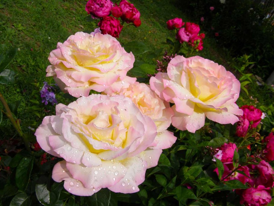 Роза Бурбон стрит