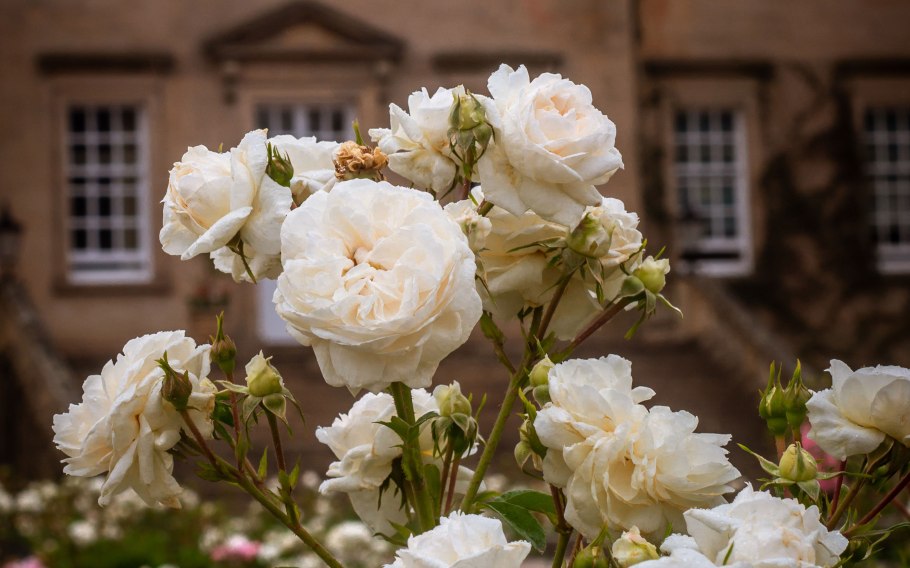 Роза клэр остин / claire austin