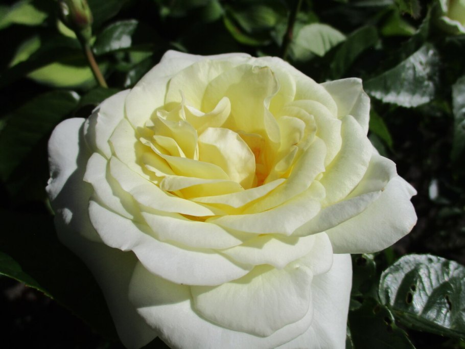 Ла Пассионата роза