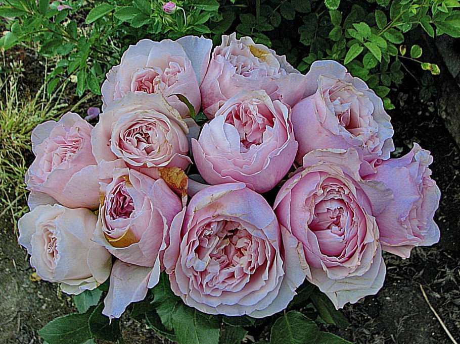 Розалинда роза остина