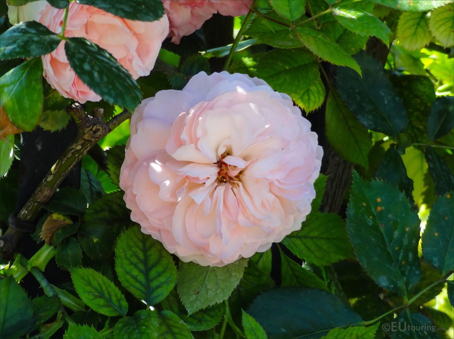 Роза жарден де франс