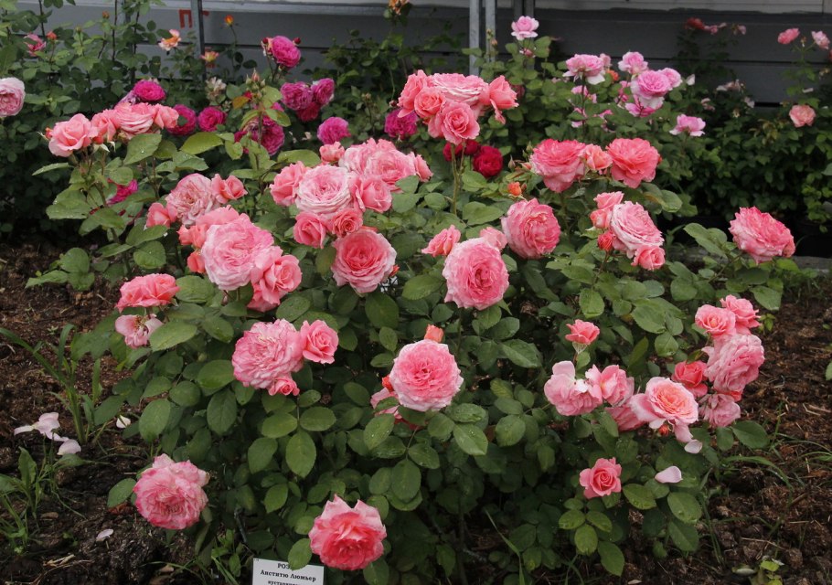 Роза Версайни, Гийо