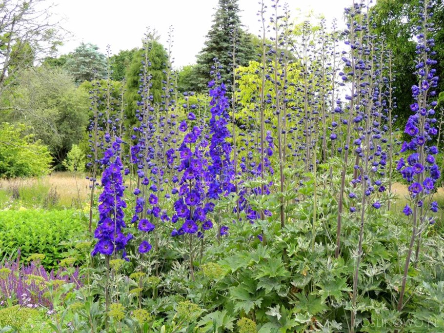 Дельфиниум дикорастущий