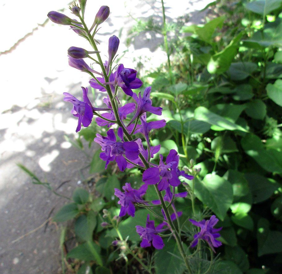 Полевой цветок