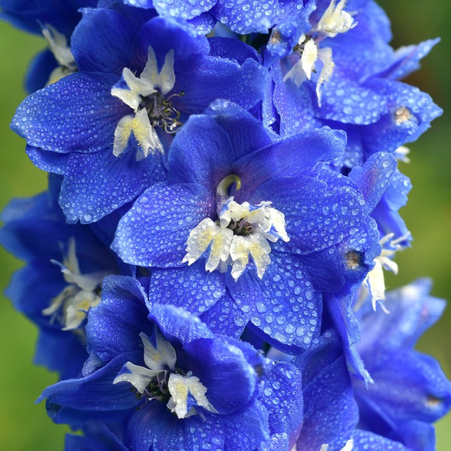 Живокость пунцовая - Delphinium puniceum