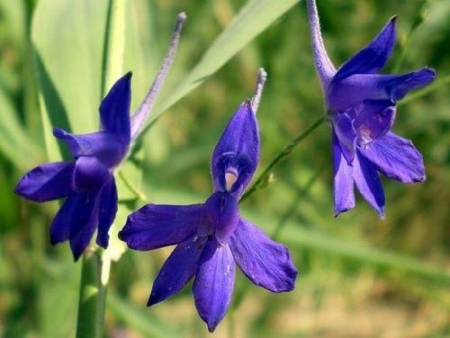 Живокость полевая (consolida regalis)