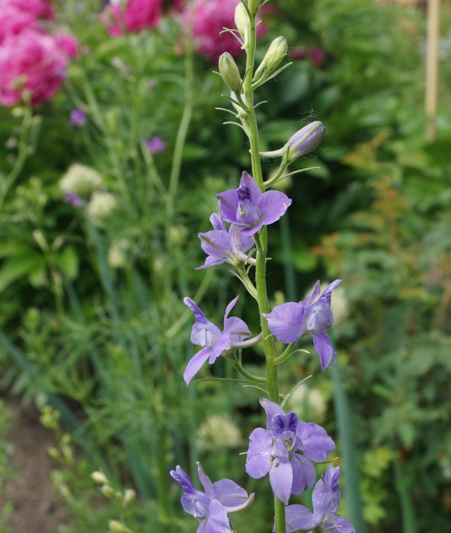 Дельфиниум ajacis