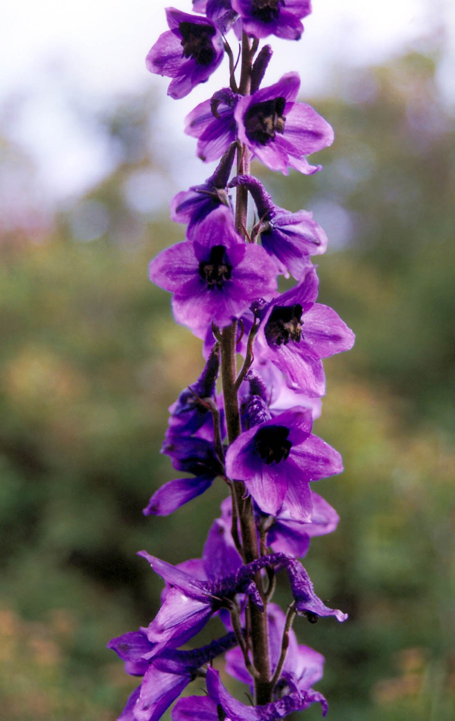 Дельфиниум весенний