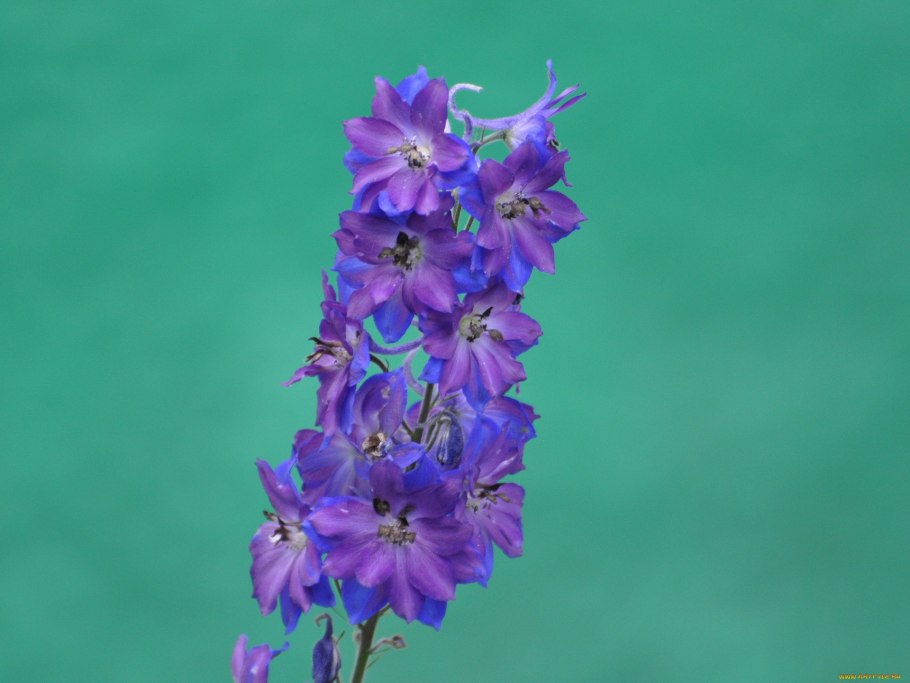 Дельфиниум галахад