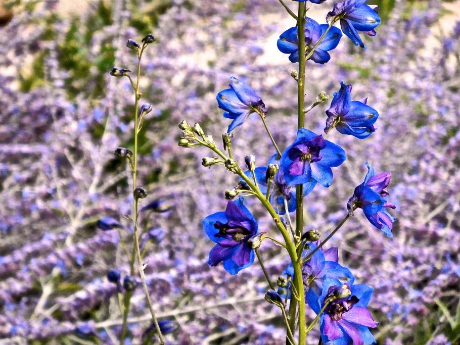 Delphinium confusum