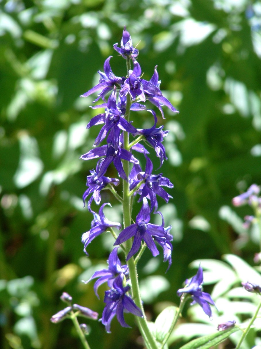 Дельфиниум живокость ларкспур
