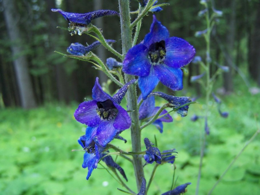 Delphinium elatum