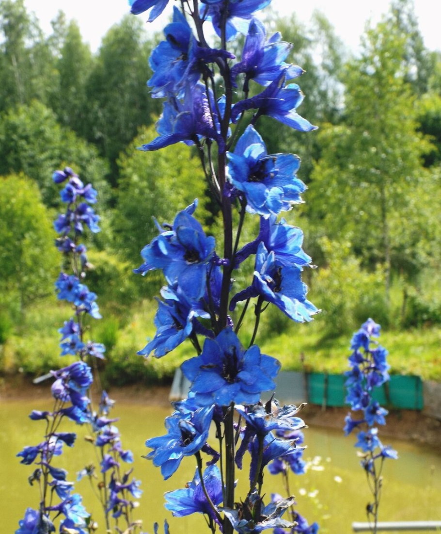Шпорник дельфиниум