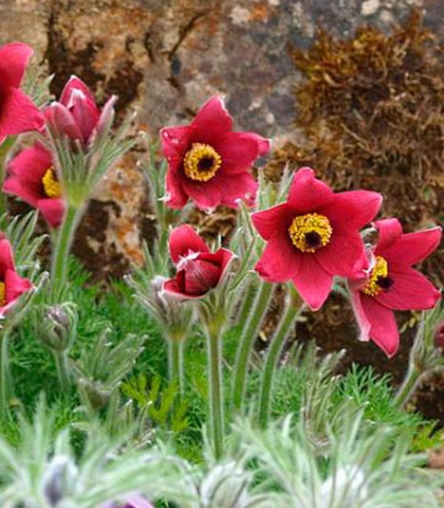 Прострел Рубра