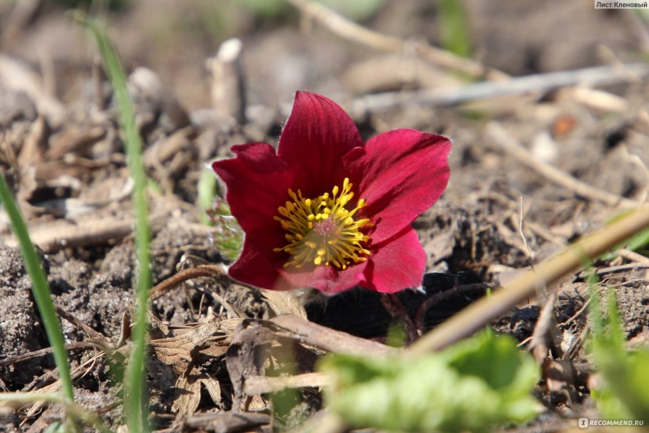 Прострел - сон трава