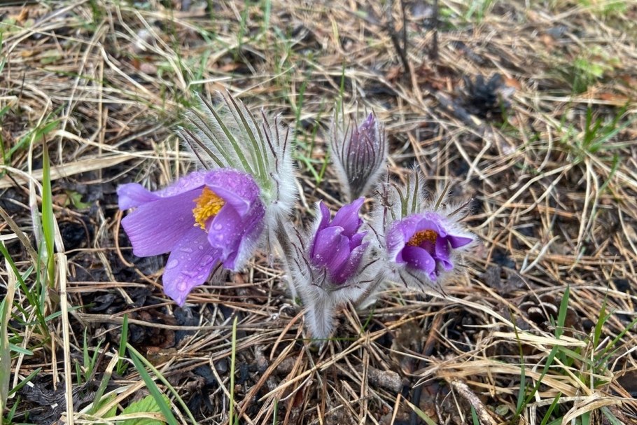 Прострел - сон трава