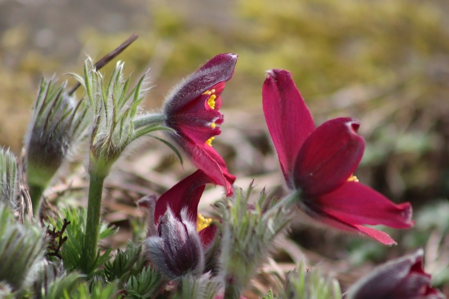 Прострел обыкновенный Прима