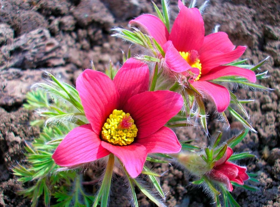 Прострел Амбиква