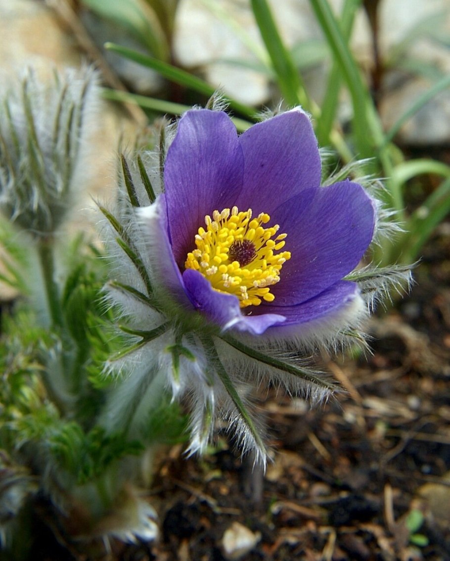 Прострел Ревердатто