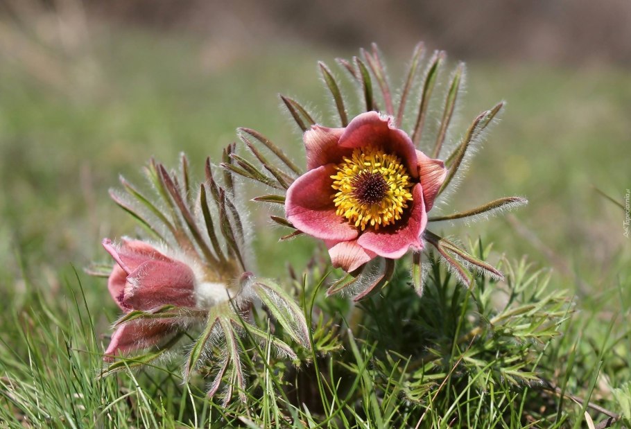 Прострел Violet Bells пурпурный