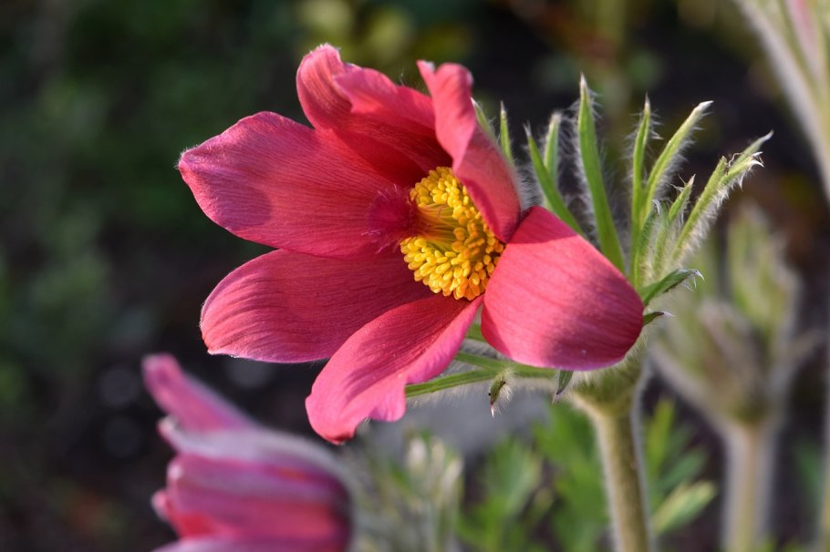 Anemone Pulsatilla rouge rubra