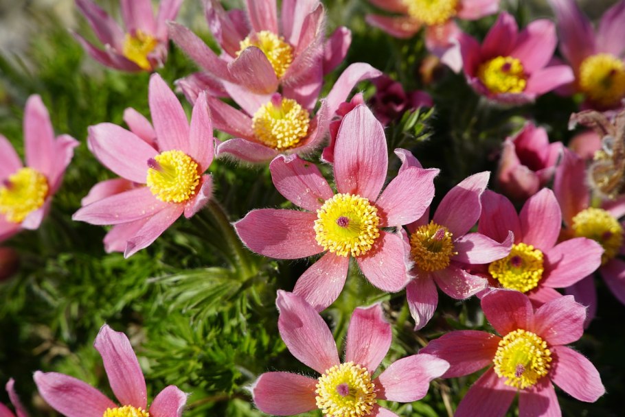 Прострел Пульсатилла