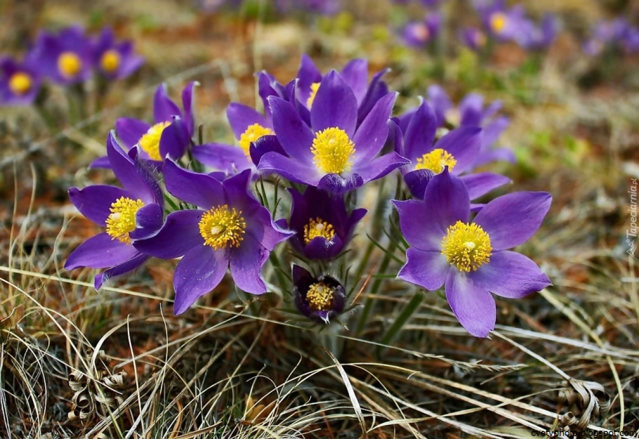 Прострел обыкновенный (Pulsatilla vulgaris &#96;Dark Red&#96;)