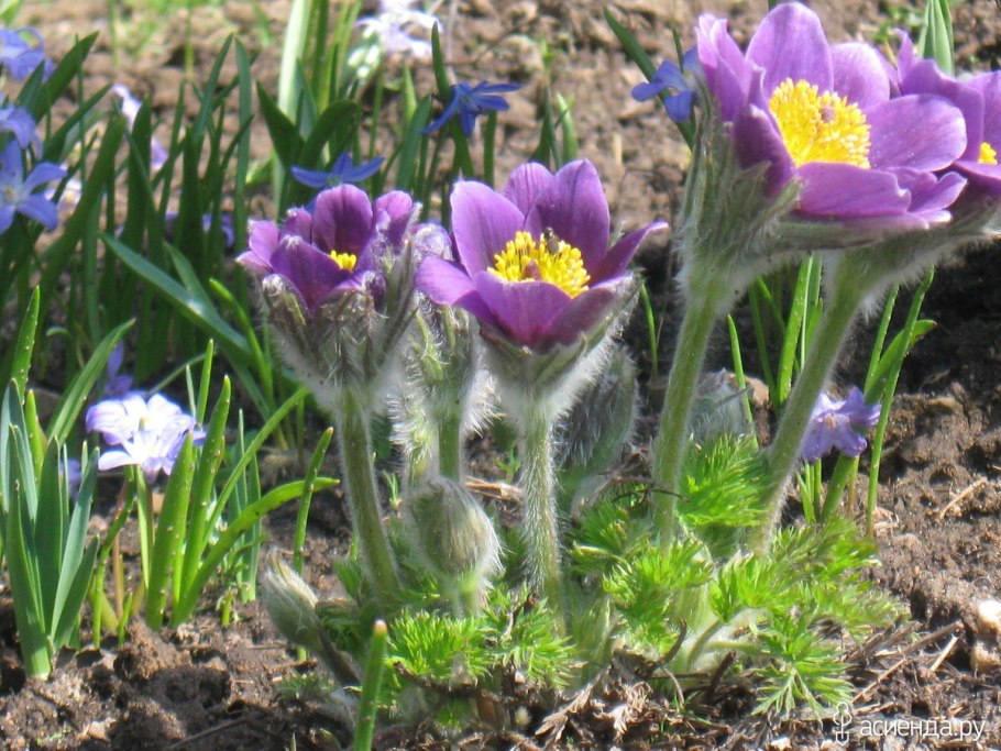Виолет Беллз прострел обыкновенный