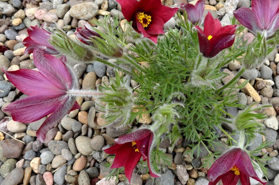 Прострел ред Рубра