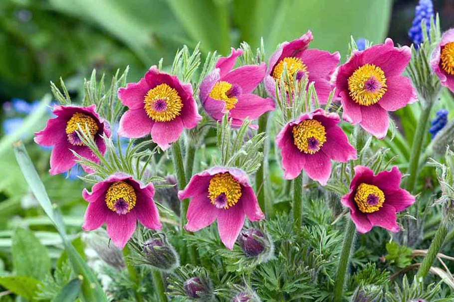 Прострел весенний сон-трава