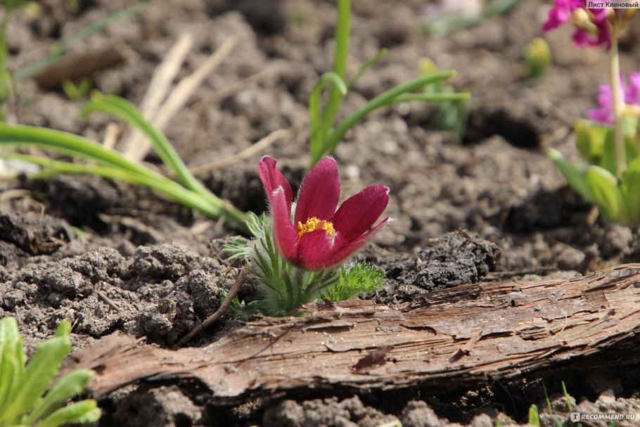 Сон-трава Веневитинский кордон
