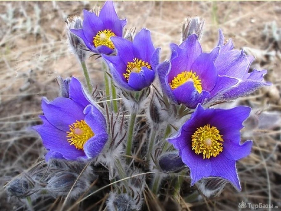 Прострел обыкновенный ред