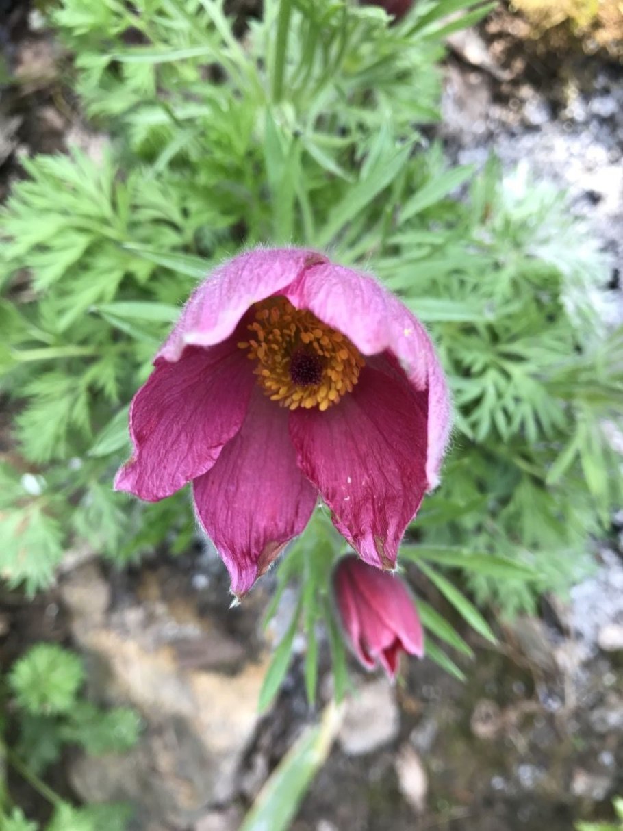 Прострел обыкновенный 'белс ред'