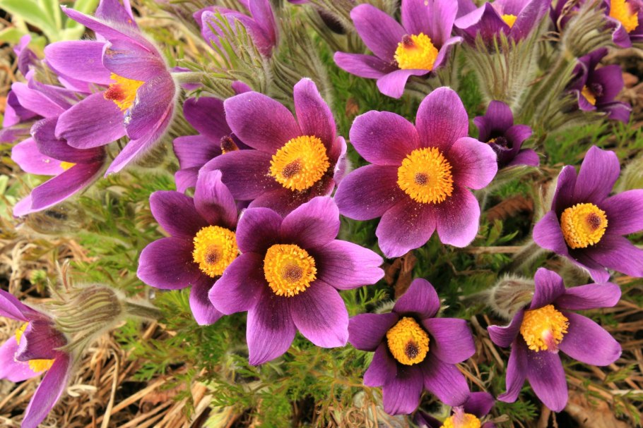 Прострел - сон трава