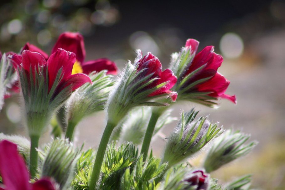 Прострел обыкновенный Pulsatilla vulgaris rubra