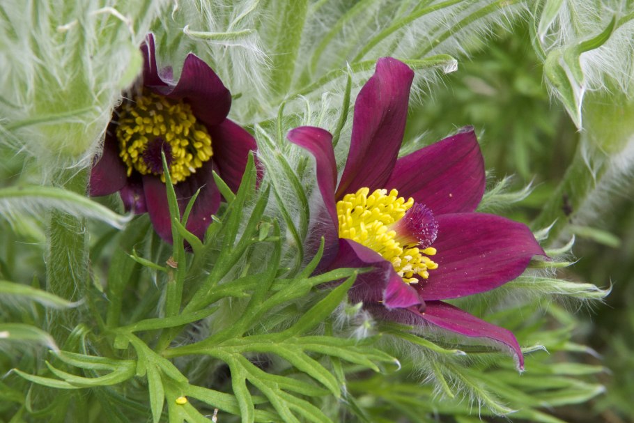 Прострел ред/рубра