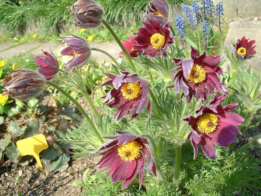 Прострела Даурского (сон-травы)