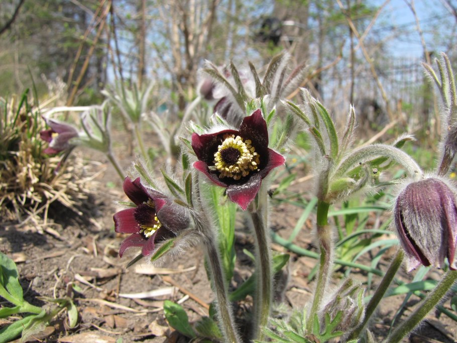 Прострел сон трава