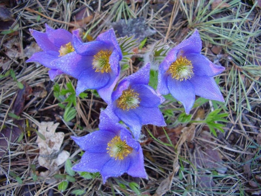 Сон трава прострел