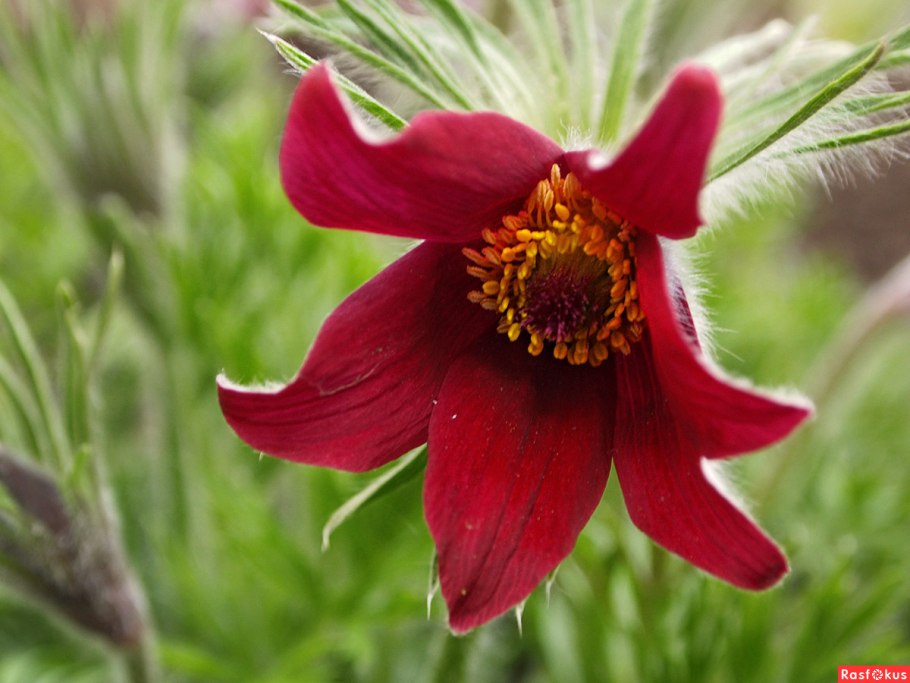 Прострела Даурского (сон-травы)