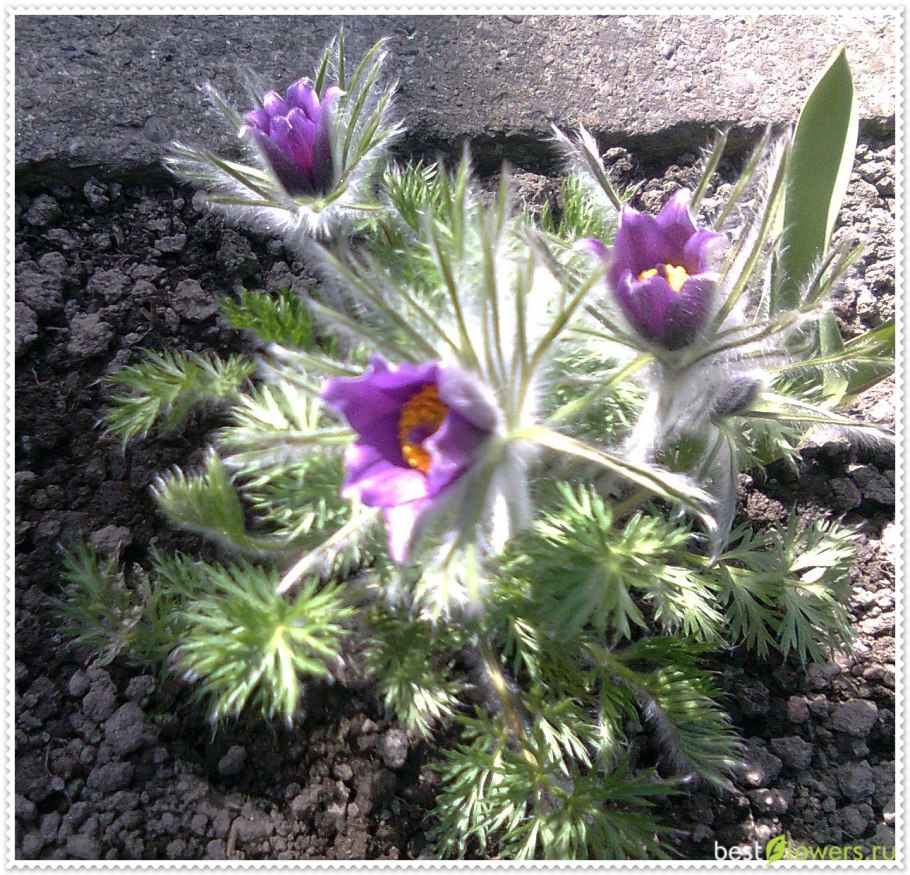 Прострел малиновый