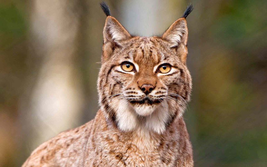 Lynx Рысь