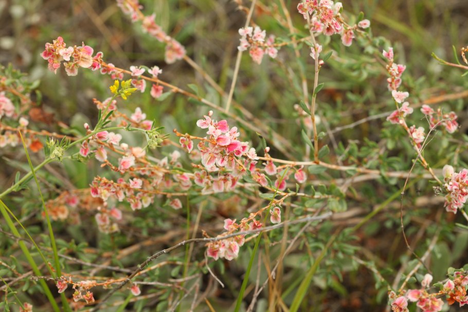 Курчавка грушелистная
