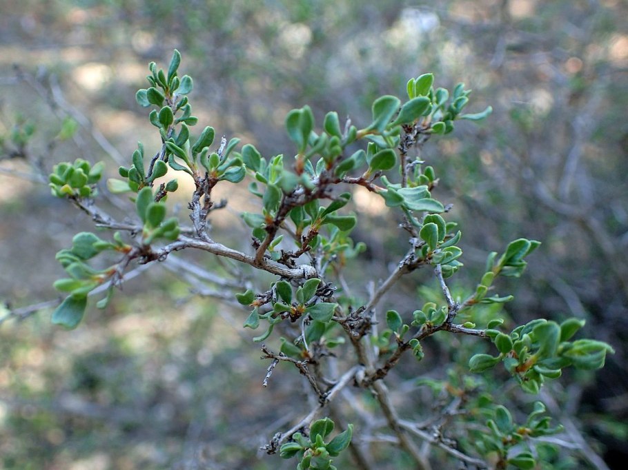 Курчавка кустарниковая